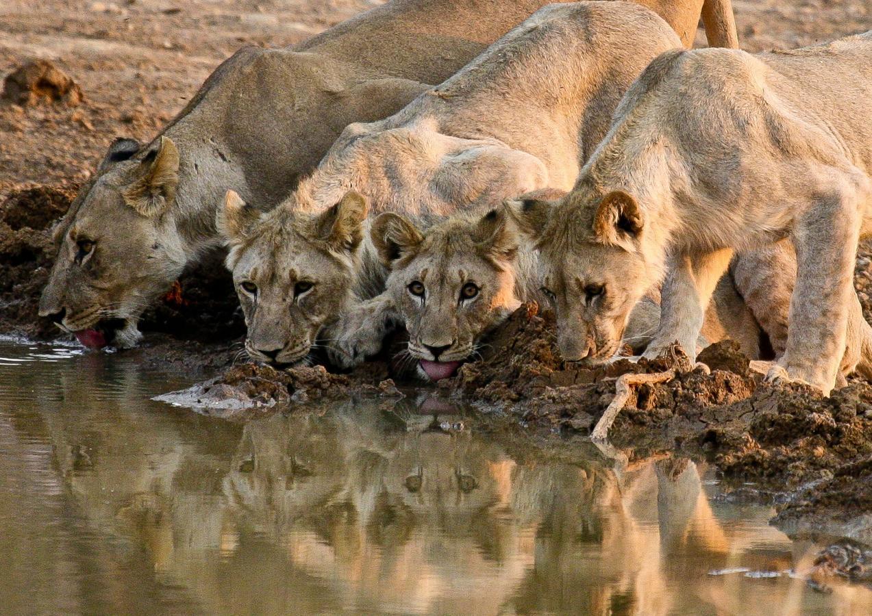 Pilanesberg Private Lodge Exteriér fotografie