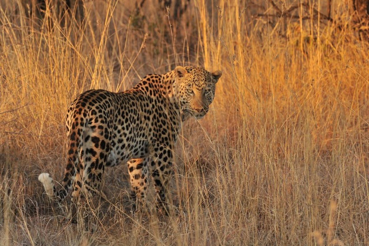 Pilanesberg Private Lodge Exteriér fotografie